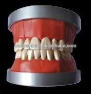 Учебная модель OSAKA DENTAL от Phantam USA