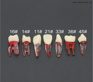 Студенты-стоматологи, обучающие практике, модель зубов из смолы