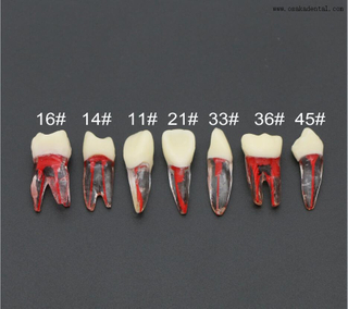 Практическая модель зубов для студентов-стоматологов