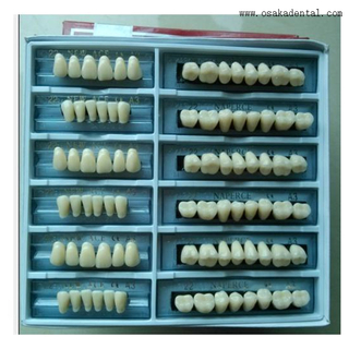 Стоматологические экономические смолы ариловые зубы OSA-B-зубов6