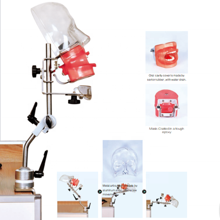 Простая стоматологическая манекена с водоотводом