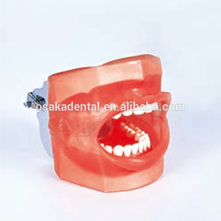 Простая стоматологическая манекена с водоотводом